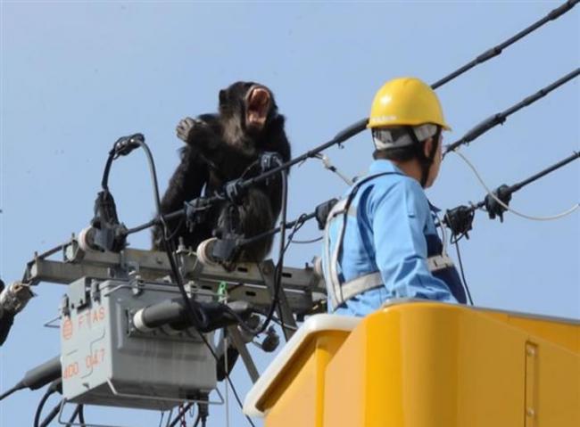 日本仙台八木山动物园黑猩猩爬电线杆大逃亡 中麻醉枪后还逞凶