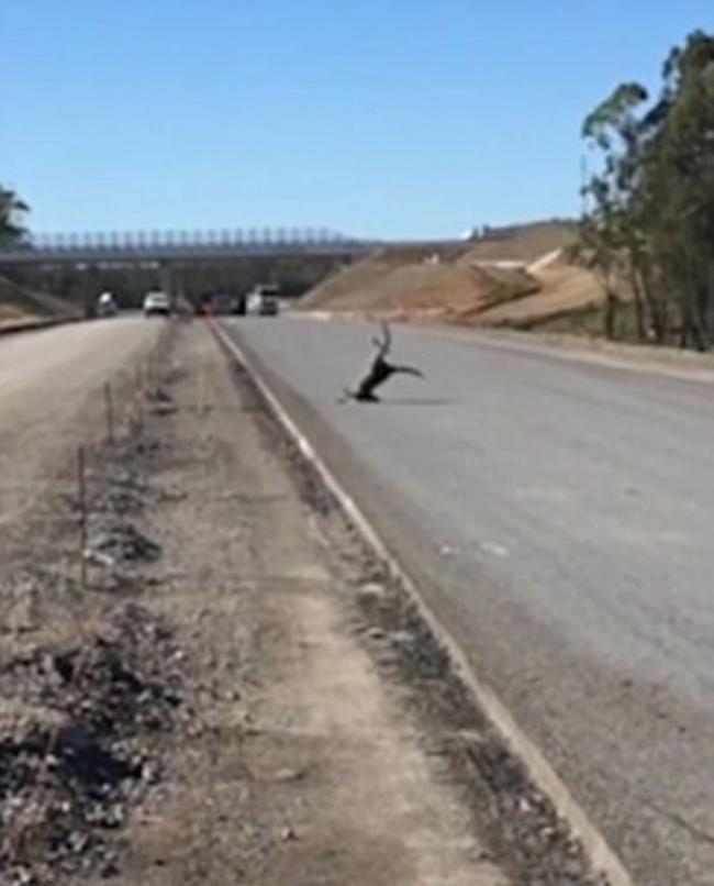 跳跃能手澳洲袋鼠过马路越栏失手栽倒在地 还假装若无其事