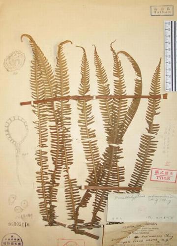 保存在国家标本馆（PE）的海南金星蕨的模式标本