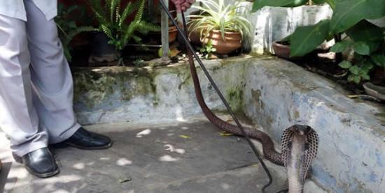 印度高温 蛇入民居避暑忙坏捕蛇人