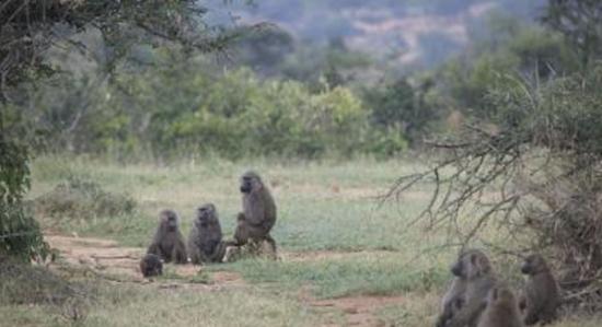 狒狒群体成员在荫凉处休息