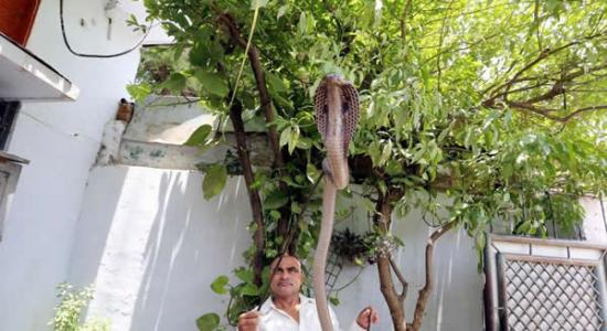 印度高温 蛇入民居避暑忙坏捕蛇人