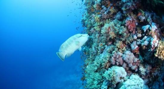 濒危的龙王鲷喜爱栖息在珊瑚礁海域，又称「珊瑚礁鱼王」。（图／中研院生物多样性研究中心研究员郑明修博士提供。）