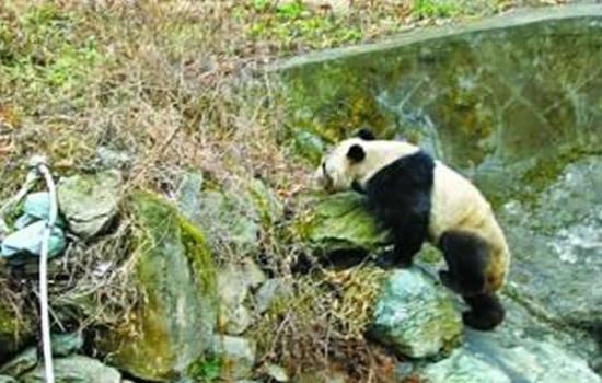 甘肃白水江国家级自然保护区野生大熊猫大摇大摆“巡视”村寨