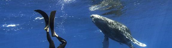 海洋科学家通过无器械自由潜水方式与座头鲸和抹香鲸近距离接触