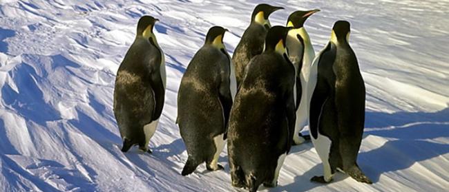 《南极科学》：南极海冰融化并断裂使得1万多只帝企鹅死亡