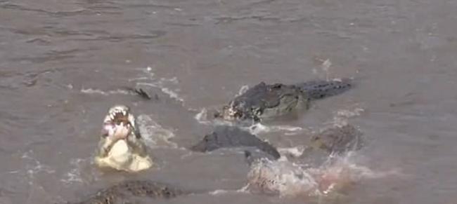 东非马拉河边斑马群受到水中埋伏的鳄鱼攻击