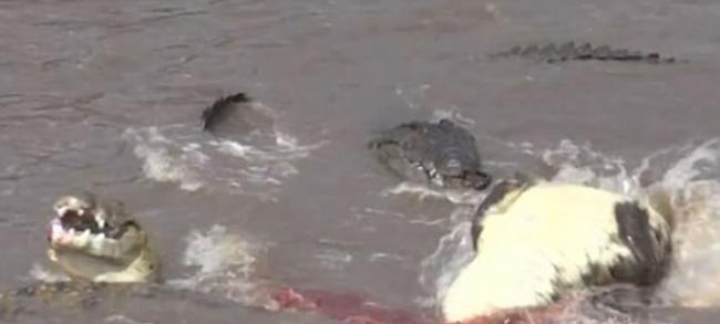 东非马拉河边斑马群受到水中埋伏的鳄鱼攻击