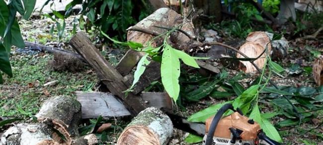 泰国妇人协助老公锯树 不小心跌倒撞上电锯当场遭割喉惨死