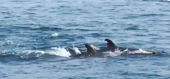 美国加州伪虎鲸妈妈游到赏鲸船边突然产下宝宝