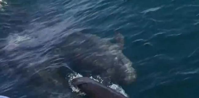 美国加州伪虎鲸妈妈游到赏鲸船边突然产下宝宝