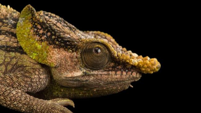 在202种已知的变色龙物种中，有6种被确认生活在佛罗里达。原生于马达加斯加的诡避役属变色龙，（还）没有在美国境内出现。 PHOTOGRAPH BY JOEL S