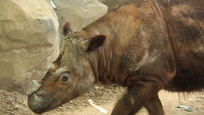 苏门答腊犀牛是面临严重灭绝危机的动物，在全球不超过100头。（图／Wikipedia）
