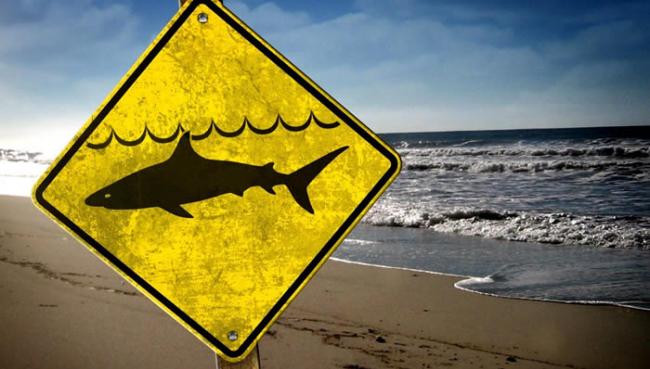 美国北卡罗琳娜州鲨鱼袭击8岁男孩 万幸的是他活了下来