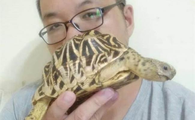 黄敬祥所养的印度星龟“小麦”，今年经已17岁。