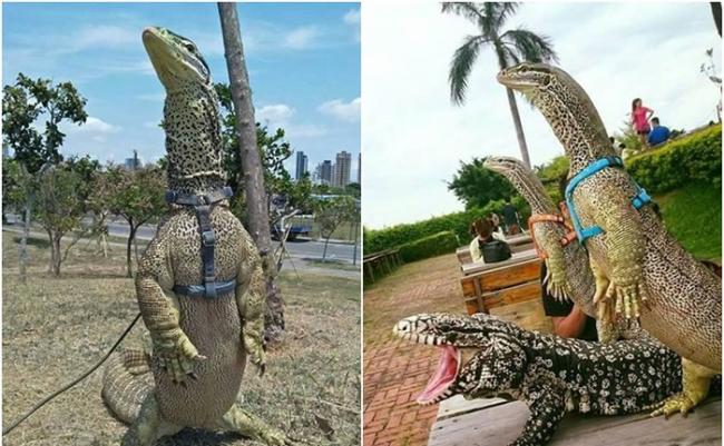 台湾馒头师傅饲养的砂巨蜥可像人般站立。