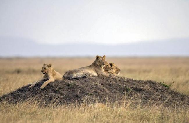 整个非洲狮种群的衰退