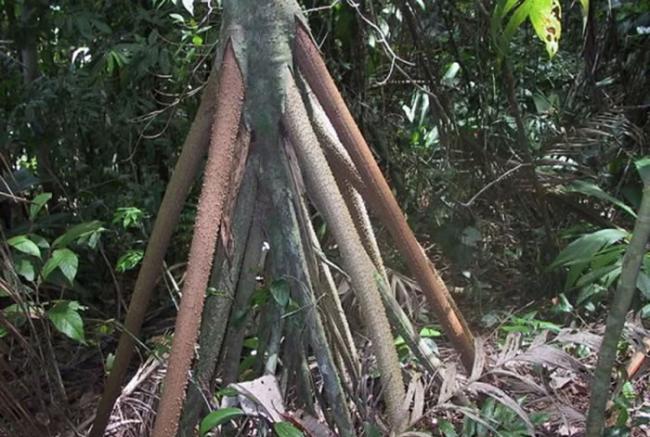 厄瓜多尔雨林中棕榈树Socratea exorrhiza或许是世界上唯一会移动的树