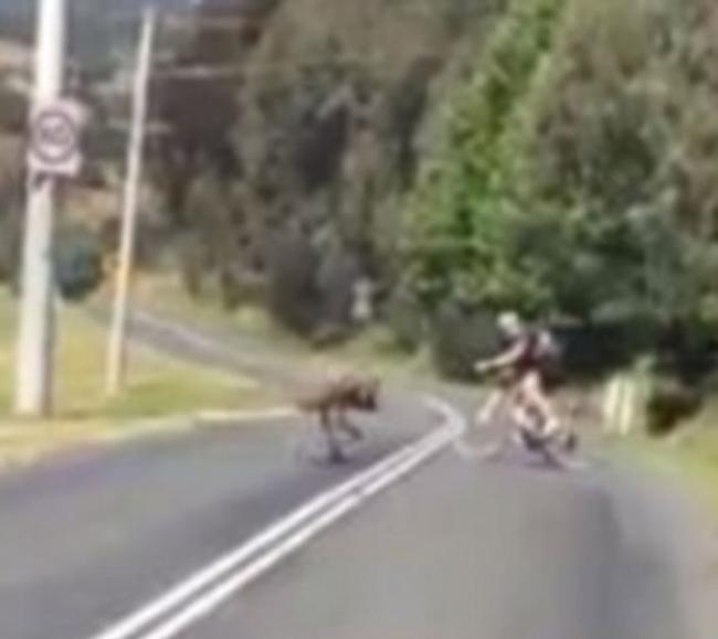 澳洲堪培拉单车骑士路上行驶遇愤怒鸸鹋“追击”