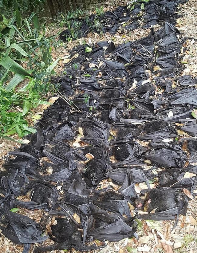 澳洲酷暑：5500只被热死的蝙蝠从天而降