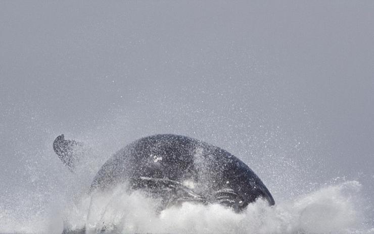 南非鲸鱼水中跃起挥动鱼鳍似打招呼