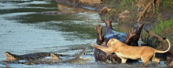 为争夺河马尸体 饥肠辘辘母狮子跳入水中与至少6只鳄鱼激烈相斗