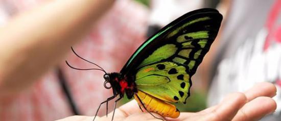 巴布亚新几内亚的巨型蝴蝶――亚历山大鸟翼凤蝶(Ornithoptera alexandrae)