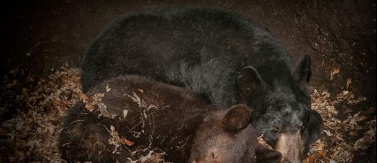黑熊如何在冬眠期间强筋健骨