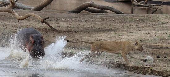 赞比亚卢安瓜国家公园狮子遭河马拦路落荒而逃
