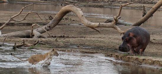 赞比亚卢安瓜国家公园狮子遭河马拦路落荒而逃