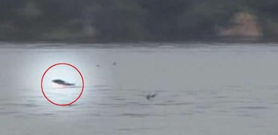 一条非洲虎鱼突然跃出水面，捕食空中飞行的燕子。
