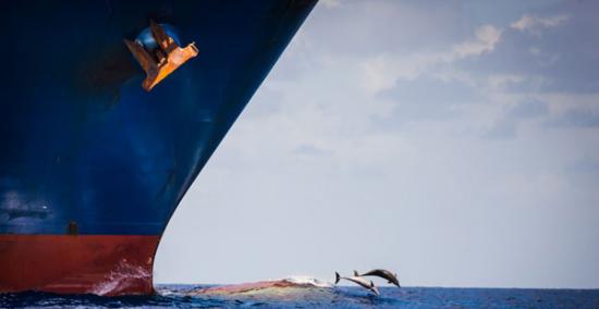 海豚与万吨集装箱货轮“赛跑”