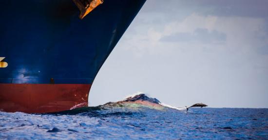 海豚与万吨集装箱货轮“赛跑”