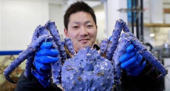 日本发现3.5公斤重蓝色帝王蟹