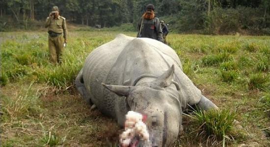 今年1月，印度也发生盗猎者锯掉犀牛角，并任由犀牛放血至身亡。