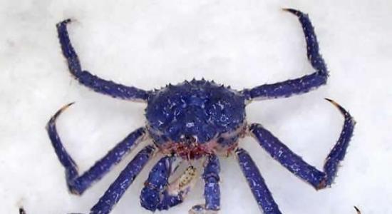日本发现3.5公斤重蓝色帝王蟹