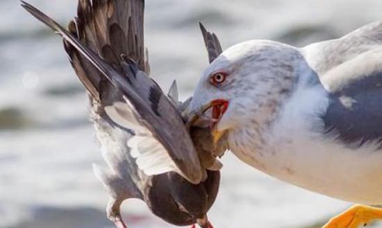 “杀手海鸥”锁定目标后，先一口咬住白鸽的颈部，令对方无法脱身。
