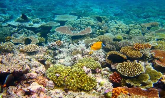 研究发现，全球多个珊瑚礁生态大受威胁。