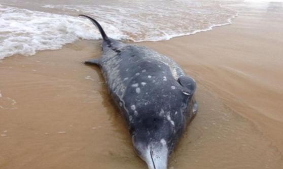 澳洲新南威尔士省海滩发现罕见深海喙鲸尸体