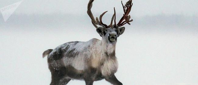 俄罗斯杜马议员在北极论坛上表示：气候变化致驯鹿面临灭绝的威胁