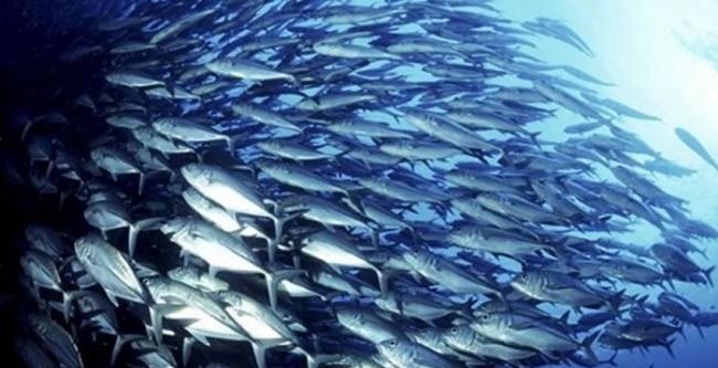 日本研究发现含有鱼油的食物有助于改善肥胖