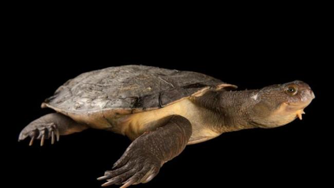 学名为Elusor macrurus的隐龟，生活的地方若不是混浊的野外水域，就不会长出莫霍克发型。 PHOTOGRAPH BY JOEL SARTORE, NA