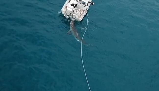 澳洲阿德莱德小捕蟹船险被4.5米长大白鲨撞翻