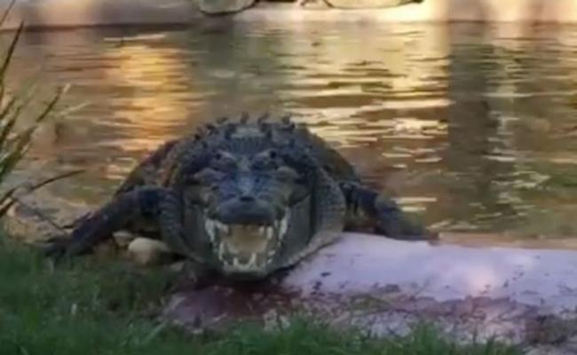 澳洲动物园鳄鱼塑料瓶卡喉 职员用木棒挑衅迫其吐出