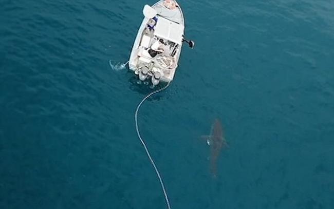 澳洲阿德莱德小捕蟹船险被4.5米长大白鲨撞翻