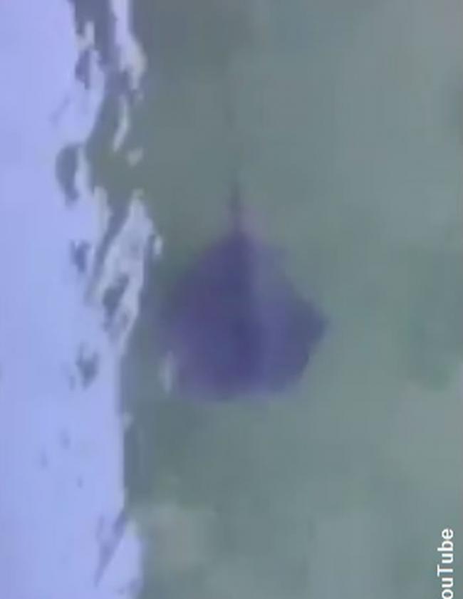 意大利威尼斯运河拍摄到一条怀疑是黄貂鱼的神秘鱼类
