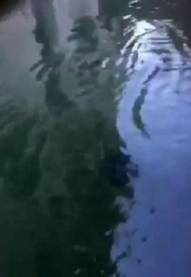 意大利威尼斯运河拍摄到一条怀疑是黄貂鱼的神秘鱼类