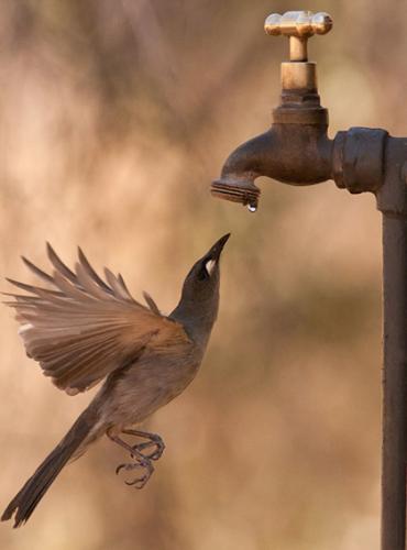 澳大利亚波奴鲁鲁国家公园一只食蜜鸟在水龙头下等待水滴解渴