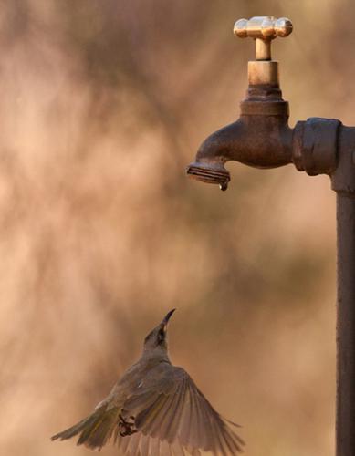 澳大利亚波奴鲁鲁国家公园一只食蜜鸟在水龙头下等待水滴解渴