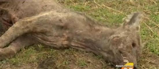 美国得州猎杀一只神秘动物 疑为吸血怪兽“卓柏卡布拉”